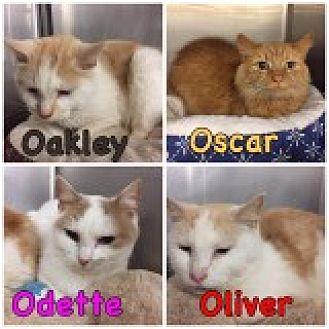 Oscar/Oliver (20617976)