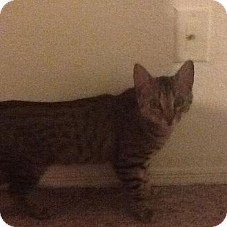 Ozzie (13478584)