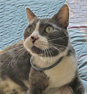 Ozzie (19056320)
