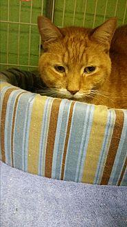 Ozzie (19116034)