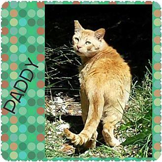 Paddy (15032237)