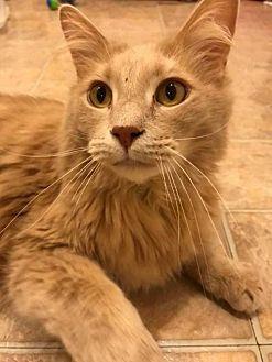 Paddy (Maine (20608581)