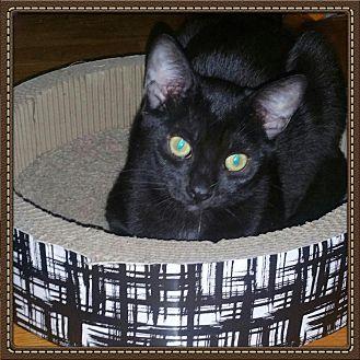 Paisley (18914031)