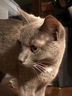 Paisley (20476843)