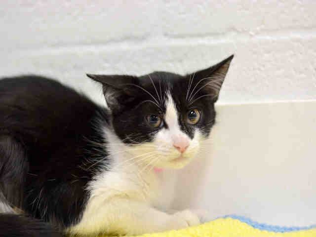 PAM (A1936883)