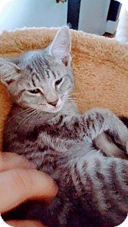 Pancake (18242406)