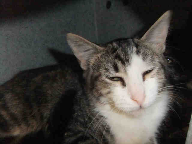 PANIK (A103894)