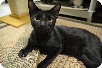 Panther (18336255)