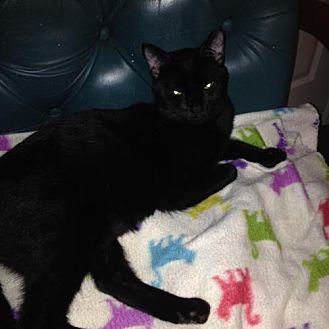 Panther (20427323)