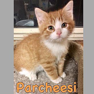 Parcheesi (20437759)