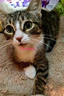 Parcheesi (K (19388460)