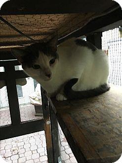 Patches (17215346)