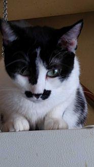 Patches (17323633)