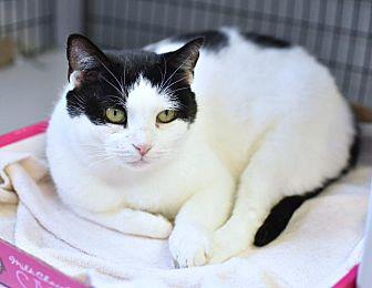 Patches (19567846)