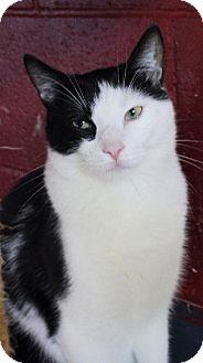 Patches (7968804)