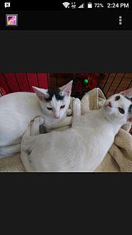Patches and (20010638)