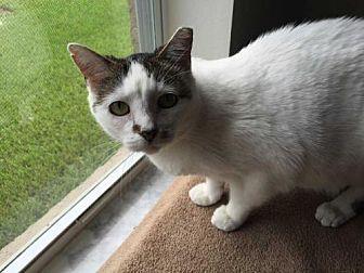 Patches the (19383782)