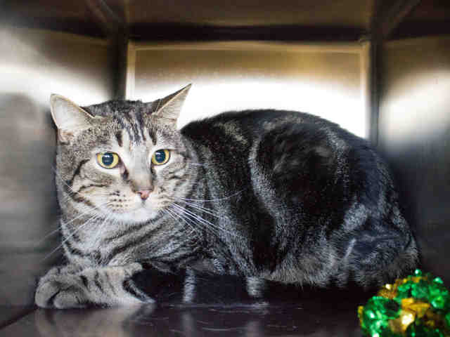 *PATTER (A366771)