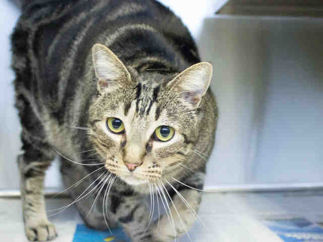 *PATTER (A366771)