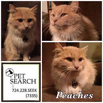 Peaches (20621343)