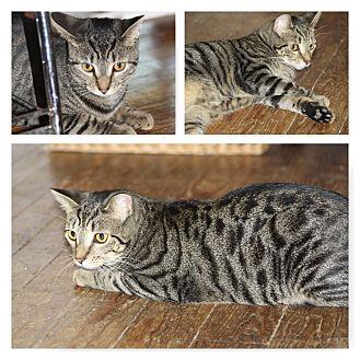 Peanut (16184780)