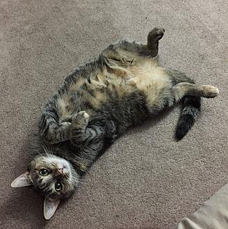 Peanut (17665028)