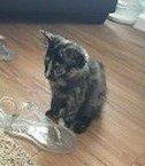 PEANUT (18834710)