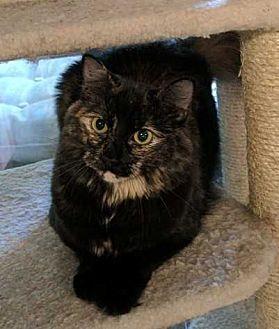 Pebbles (19499791)