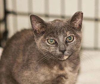 Pebbles (19806292)