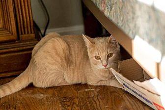 Pecan-Foster (18504020)