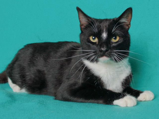 PENELOPE* (A242333)