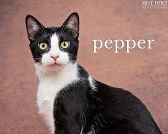 Pepper (19584272)