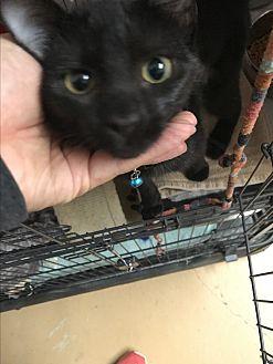 Pepper (20276955)