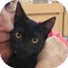 PEPPER (7502218)