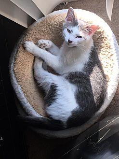 Pepper (FCID (16570340)