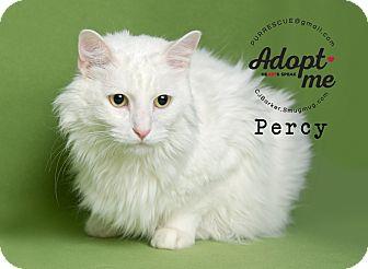 Percy (18917047)