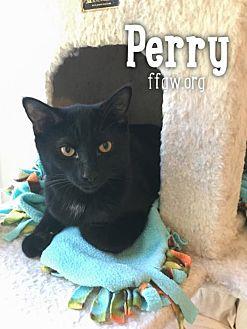Perry (19906860)