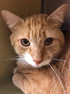 Pete (19602413)