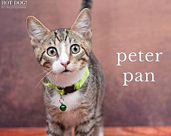 Peter Pan (19584279)