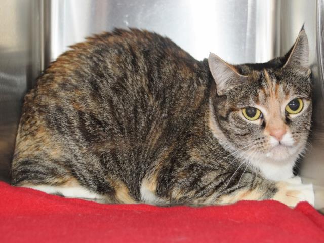 PETRA (BARN CAT) (A730958)