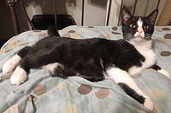 Petunia (20151692)