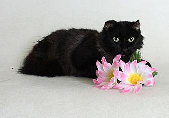 Petunia (20164195)