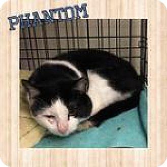 Phantom (17793102)