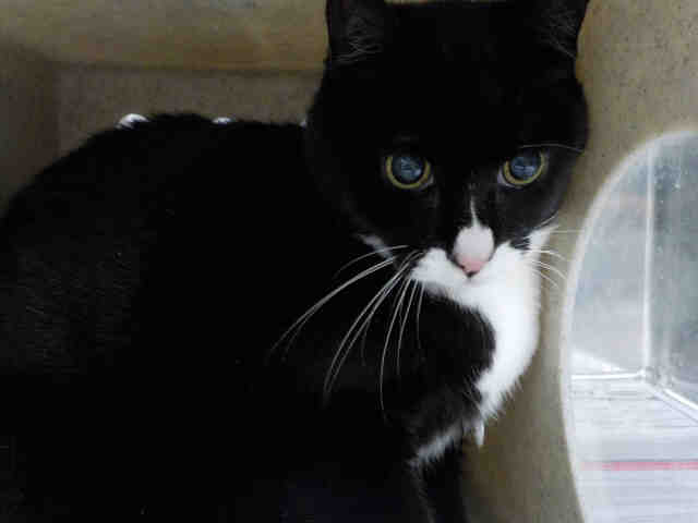 PHEEBE (A0879878)