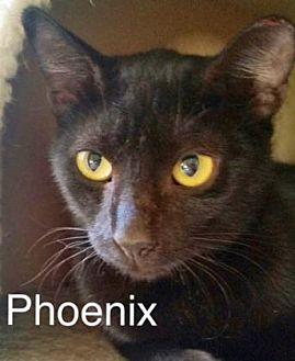Phoenix (19880189)