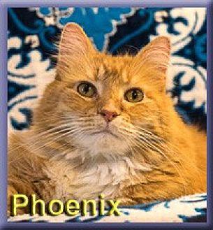 Phoenix (20356678)