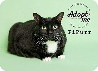 Pi-Purr (18917062)