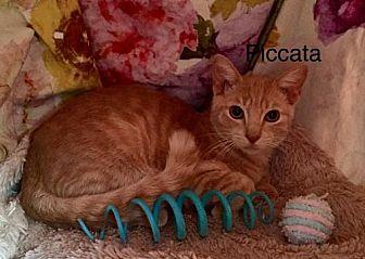 Picatta (KJ) (19670874)