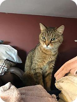 Pickles (15229152)