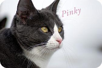 Pinky (17979549)